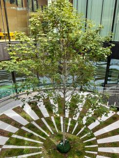 Courtyard with a tree