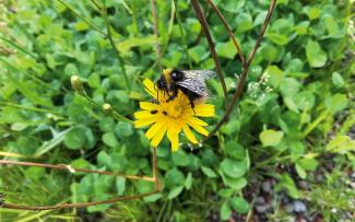 Bumblebee on  a flower