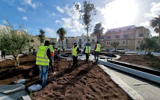 Planting of perennials and shrubs on a rooftop