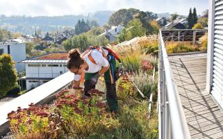 Gardener with fall protection working on a green roof