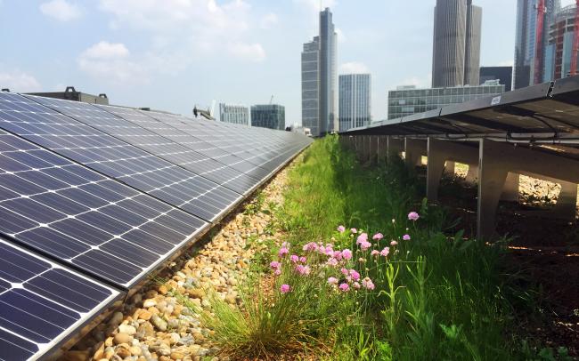 Green roof in combination with solar energy