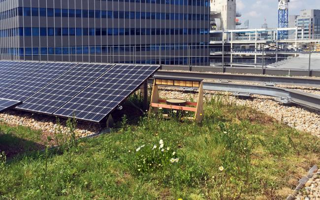 Solar panels and nesting aid for insects on a green roof